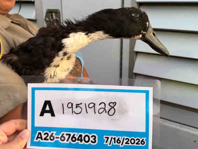 Shelter Stray Unknown Bird last seen , 5821 Sweetwater Rd, Bonita, CA 91902, USA