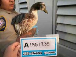 Shelter Stray Unknown Bird last seen , 5821 Sweetwater Rd, Bonita, CA 91902, USA