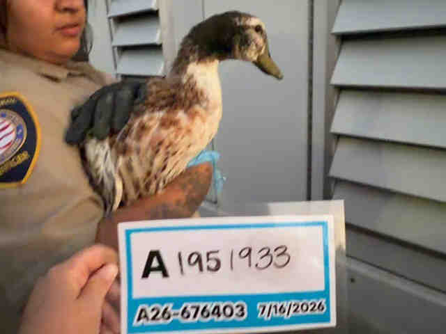 Shelter Stray Unknown Bird last seen , 5821 Sweetwater Rd, Bonita, CA 91902, USA