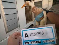 Shelter Stray Unknown Bird last seen , 5821 Sweetwater Rd, Bonita, CA 91902, USA