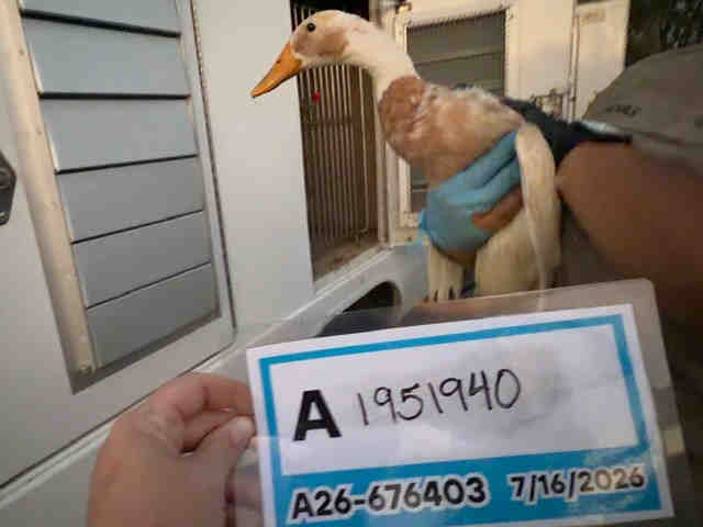 Shelter Stray Unknown Bird last seen , 5821 Sweetwater Rd, Bonita, CA 91902, USA