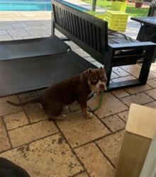 Shelter Stray Male Dog last seen Near BLOCK SW 152 TER, 3599 NW 79th Ave, Doral, FL 33122, USA