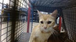 Shelter Stray Female Cat last seen Near BLOCK NW 9 ST, 3599 NW 79th Ave, Doral, FL 33122, USA