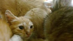 Shelter Stray Female Cat last seen Near BLOCK NW 9 ST, 3599 NW 79th Ave, Doral, FL 33122, USA