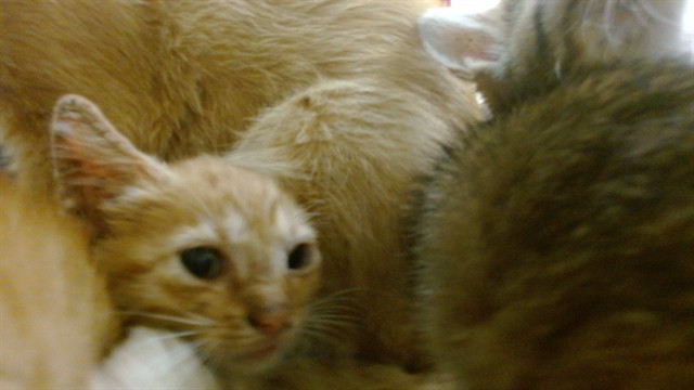 Shelter Stray Female Cat last seen Near BLOCK NW 9 ST, 3599 NW 79th Ave, Doral, FL 33122, USA