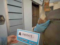 Shelter Stray Unknown Bird last seen , 5821 Sweetwater Rd, Bonita, CA 91902, USA