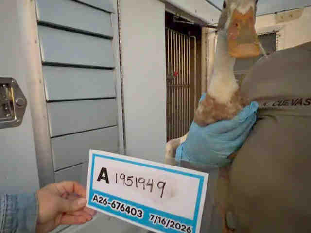 Shelter Stray Unknown Bird last seen , 5821 Sweetwater Rd, Bonita, CA 91902, USA