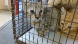 Shelter Stray Female Cat last seen Near BLOCK NW 9 ST, 3599 NW 79th Ave, Doral, FL 33122, USA