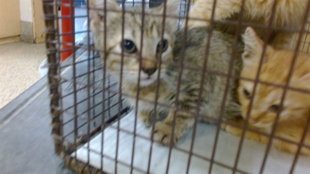 Shelter Stray Female Cat last seen Near BLOCK NW 9 ST, 3599 NW 79th Ave, Doral, FL 33122, USA