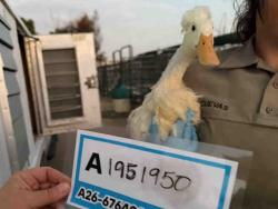 Shelter Stray Unknown Bird last seen , 5821 Sweetwater Rd, Bonita, CA 91902, USA