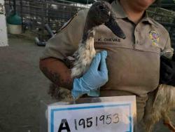 Shelter Stray Unknown Bird last seen , 5821 Sweetwater Rd, Bonita, CA 91902, USA