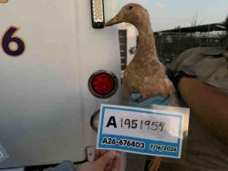 Shelter Stray Unknown Bird last seen , 5821 Sweetwater Rd, Bonita, CA 91902, USA