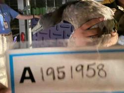 Shelter Stray Unknown Bird last seen , 5821 Sweetwater Rd, Bonita, CA 91902, USA