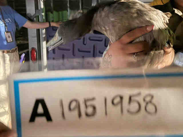 Shelter Stray Unknown Bird last seen , 5821 Sweetwater Rd, Bonita, CA 91902, USA
