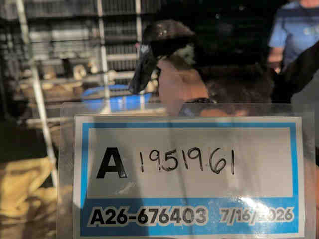 Shelter Stray Unknown Bird last seen , 5821 Sweetwater Rd, Bonita, CA 91902, USA