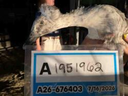 Shelter Stray Unknown Bird last seen , 5821 Sweetwater Rd, Bonita, CA 91902, USA
