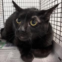 Shelter Stray Female Cat last seen , 1850 W 60th St, Los Angeles, CA 90047, USA