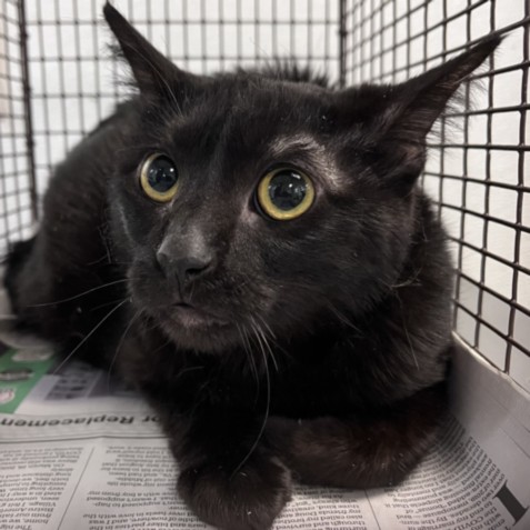 Shelter Stray Female Cat last seen , 1850 W 60th St, Los Angeles, CA 90047, USA