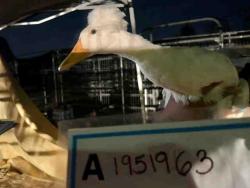 Shelter Stray Unknown Bird last seen , 5821 Sweetwater Rd, Bonita, CA 91902, USA