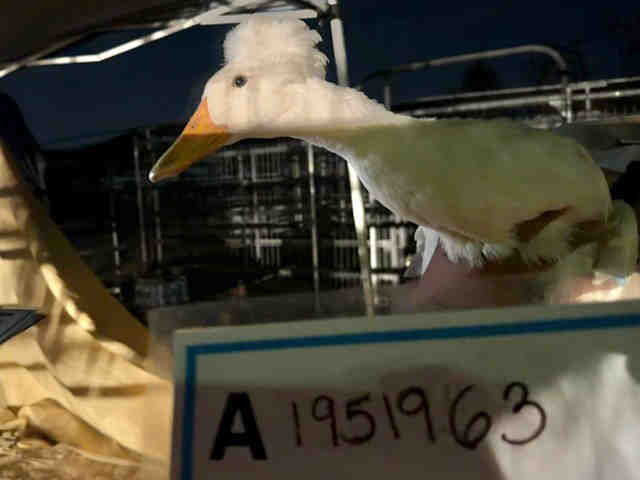Shelter Stray Unknown Bird last seen , 5821 Sweetwater Rd, Bonita, CA 91902, USA