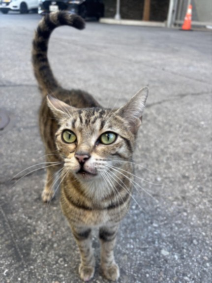 Shelter Stray Female Cat last seen , 1850 W 60th St, Los Angeles, CA 90047, USA