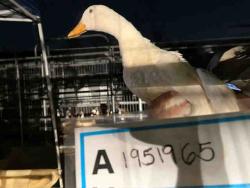 Shelter Stray Unknown Bird last seen , 5821 Sweetwater Rd, Bonita, CA 91902, USA