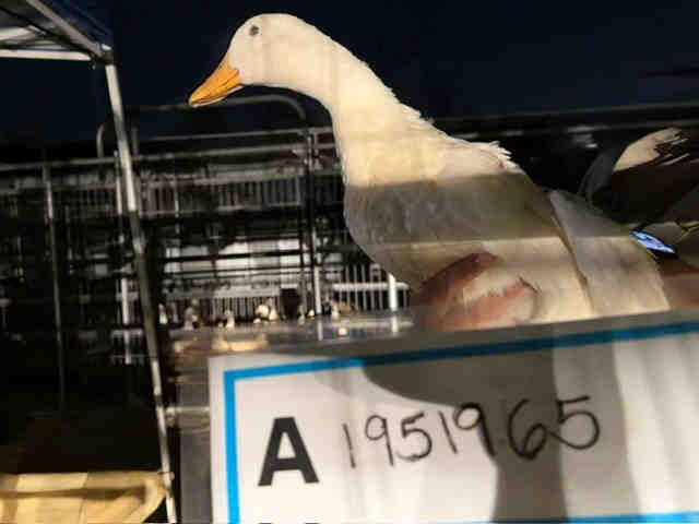 Shelter Stray Unknown Bird last seen , 5821 Sweetwater Rd, Bonita, CA 91902, USA
