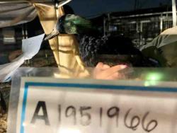 Shelter Stray Unknown Bird last seen , 5821 Sweetwater Rd, Bonita, CA 91902, USA
