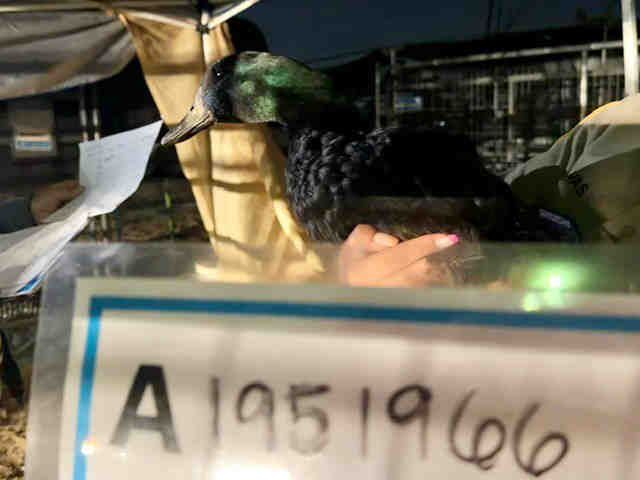 Shelter Stray Unknown Bird last seen , 5821 Sweetwater Rd, Bonita, CA 91902, USA