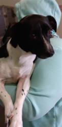 Shelter Stray Male Dog last seen , 1850 W 60th St, Los Angeles, CA 90047, USA