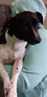 Shelter Stray Male Dog last seen , 1850 W 60th St, Los Angeles, CA 90047, USA
