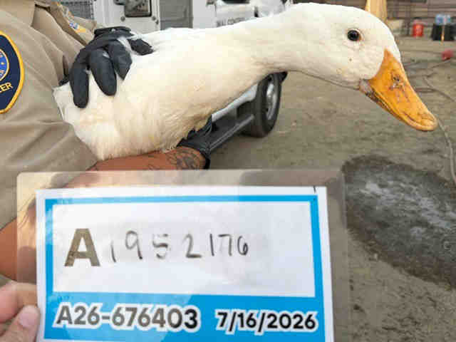 Shelter Stray Unknown Bird last seen , 5821 Sweetwater Rd, Bonita, CA 91902, USA