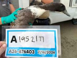 Shelter Stray Unknown Bird last seen , 5821 Sweetwater Rd, Bonita, CA 91902, USA
