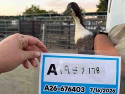 Shelter Stray Unknown Bird last seen , 5821 Sweetwater Rd, Bonita, CA 91902, USA