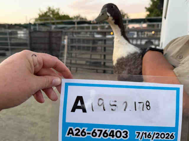 Shelter Stray Unknown Bird last seen , 5821 Sweetwater Rd, Bonita, CA 91902, USA