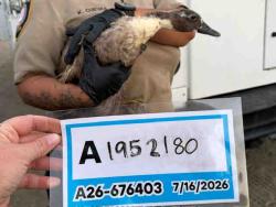 Shelter Stray Unknown Bird last seen , 5821 Sweetwater Rd, Bonita, CA 91902, USA