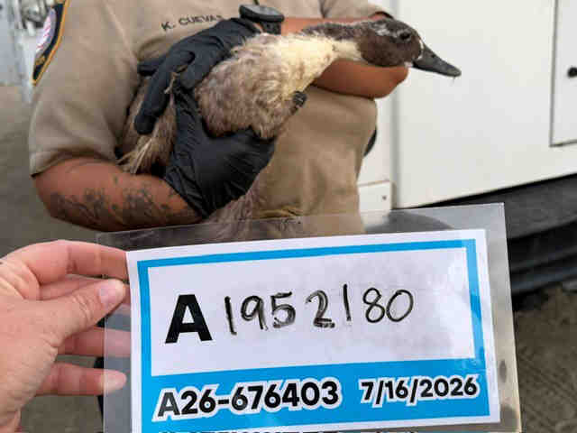 Shelter Stray Unknown Bird last seen , 5821 Sweetwater Rd, Bonita, CA 91902, USA