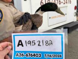 Shelter Stray Unknown Bird last seen , 5821 Sweetwater Rd, Bonita, CA 91902, USA