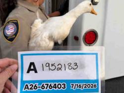 Shelter Stray Unknown Bird last seen , 5821 Sweetwater Rd, Bonita, CA 91902, USA