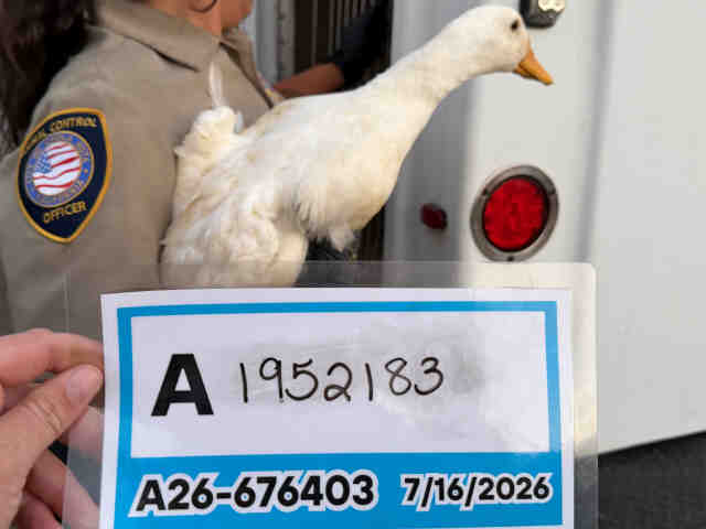 Shelter Stray Unknown Bird last seen , 5821 Sweetwater Rd, Bonita, CA 91902, USA