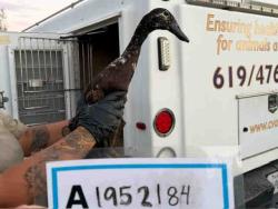 Shelter Stray Unknown Bird last seen , 5821 Sweetwater Rd, Bonita, CA 91902, USA