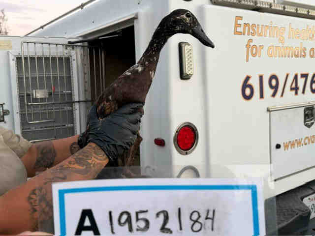 Shelter Stray Unknown Bird last seen , 5821 Sweetwater Rd, Bonita, CA 91902, USA