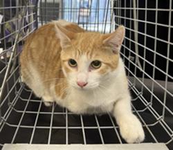 Shelter Stray Male Cat last seen , 957 N Gaffey St, San Pedro, CA 90731, USA