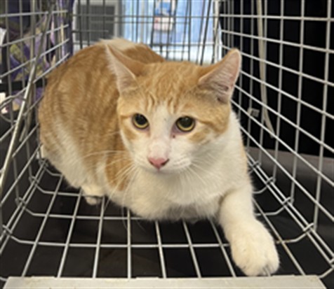 Shelter Stray Male Cat last seen , 957 N Gaffey St, San Pedro, CA 90731, USA