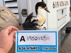 Shelter Stray Unknown Bird last seen , 5821 Sweetwater Rd, Bonita, CA 91902, USA