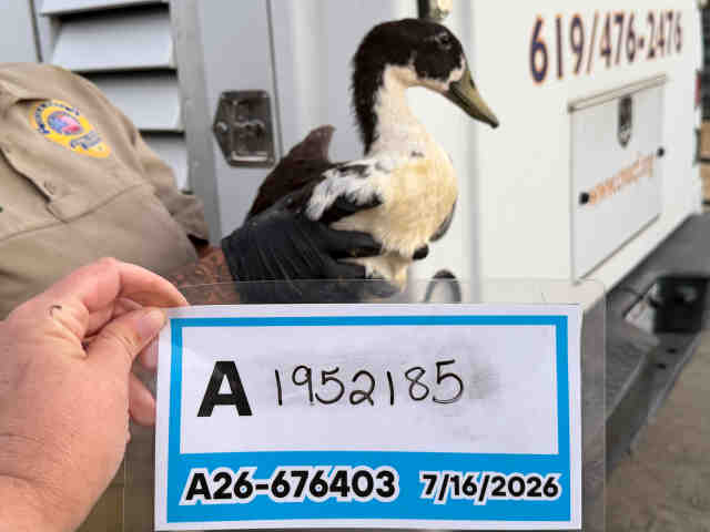Shelter Stray Unknown Bird last seen , 5821 Sweetwater Rd, Bonita, CA 91902, USA