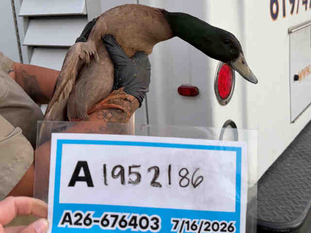 Shelter Stray Male Bird last seen , 5821 Sweetwater Rd, Bonita, CA 91902, USA