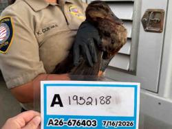Shelter Stray Unknown Bird last seen , 5821 Sweetwater Rd, Bonita, CA 91902, USA