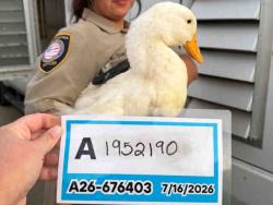 Shelter Stray Unknown Bird last seen , 5821 Sweetwater Rd, Bonita, CA 91902, USA