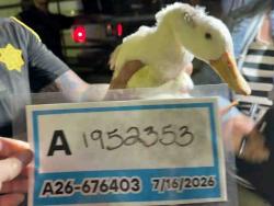 Shelter Stray Unknown Bird last seen , 5821 Sweetwater Rd, Bonita, CA 91902, USA